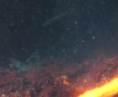 Aplodactylus arctidens
