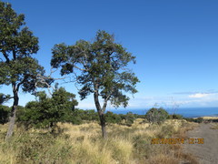 Diospyros sandwicensis