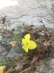Oenothera hartwegii