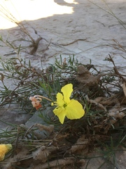 Oenothera hartwegii