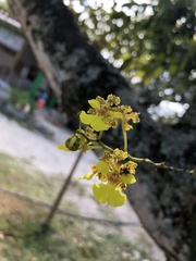 Trichocentrum cebolleta
