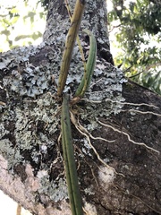 Trichocentrum cebolleta