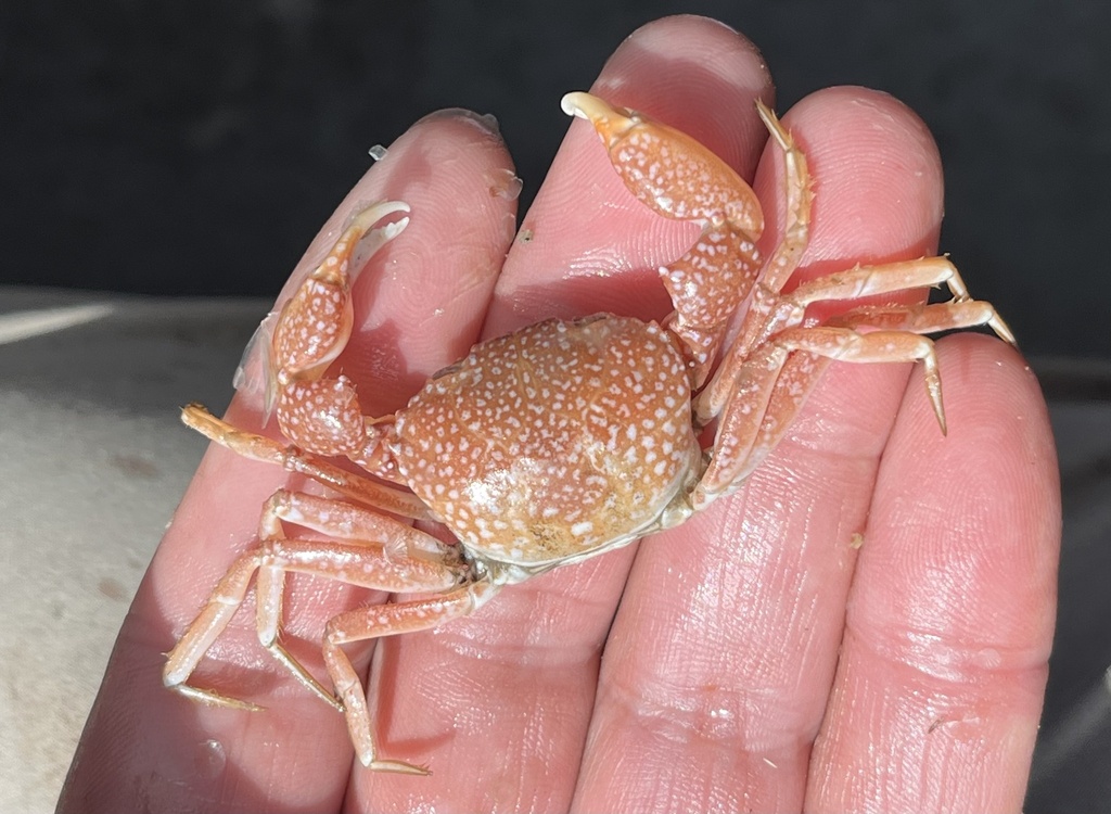 Pseudorhombila
