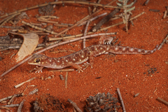 Eyre Basin Beaked Gecko photo 5