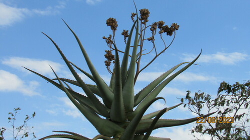 Aloe volkensii, photograph 6