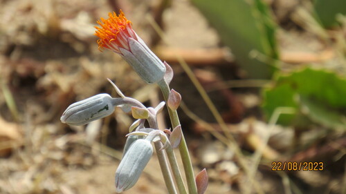 Image of Kleinia petraea by no rights reserved