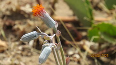 Kleinia petraea, photograph author not stated, no rights reserved