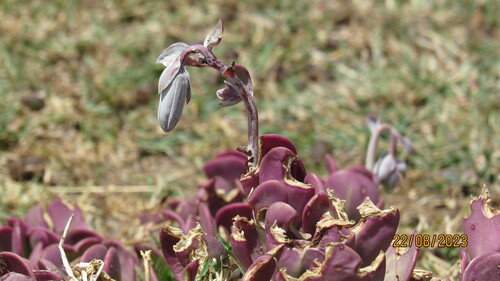 Image of Kleinia petraea by no rights reserved