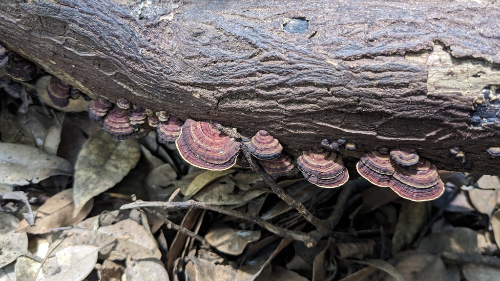 Daedaleopsis styracina · August 2023 · photo: © atsushi_nakajima_cirque (iNaturalist, cc-by)