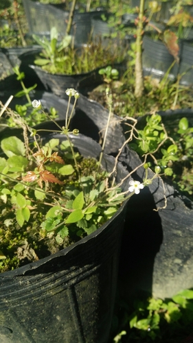 Androsace umbellata (Androsace umbellata)