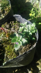 Stemodia verticillata