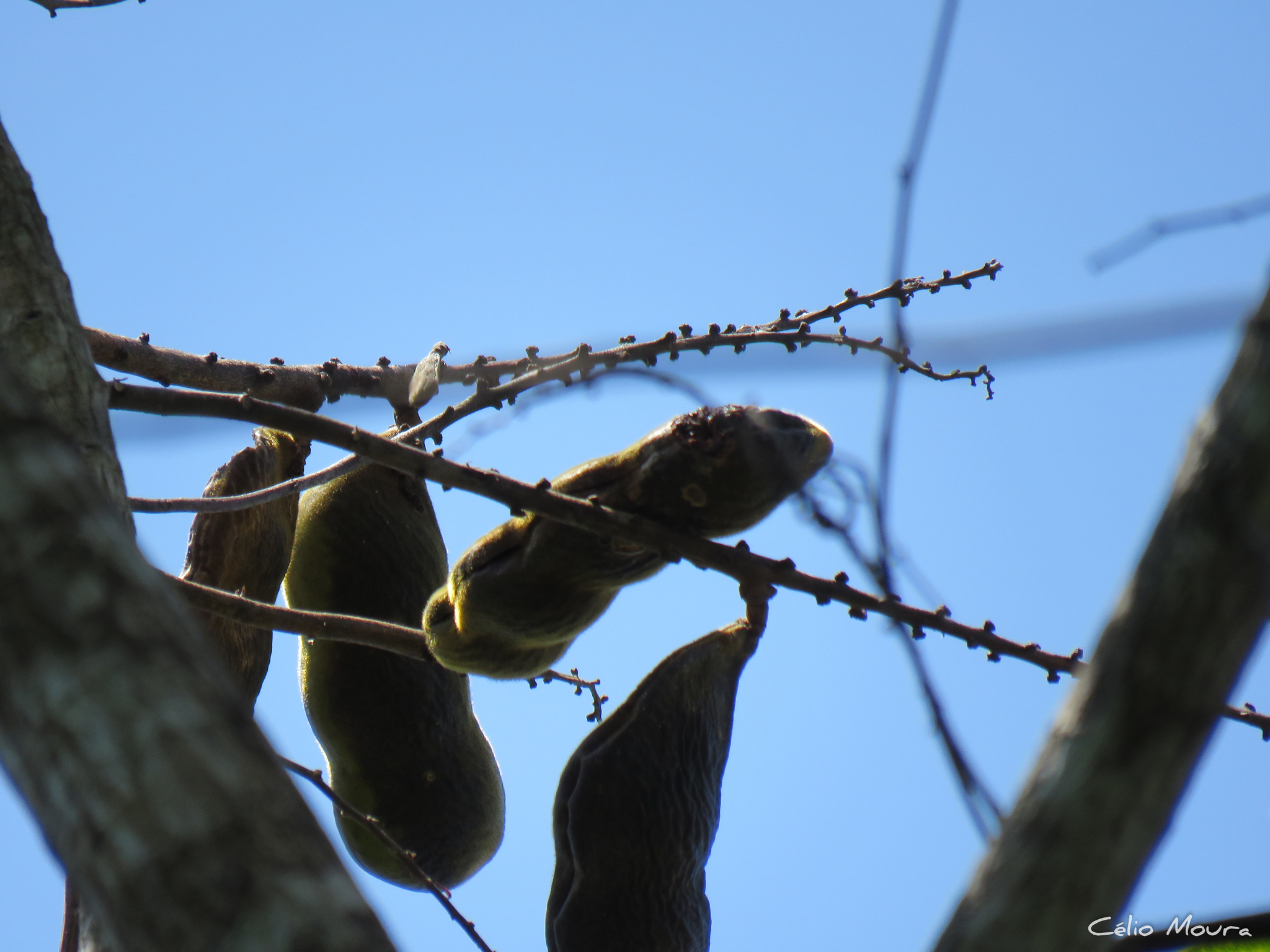 Imagem de Feijão-de-macaco
