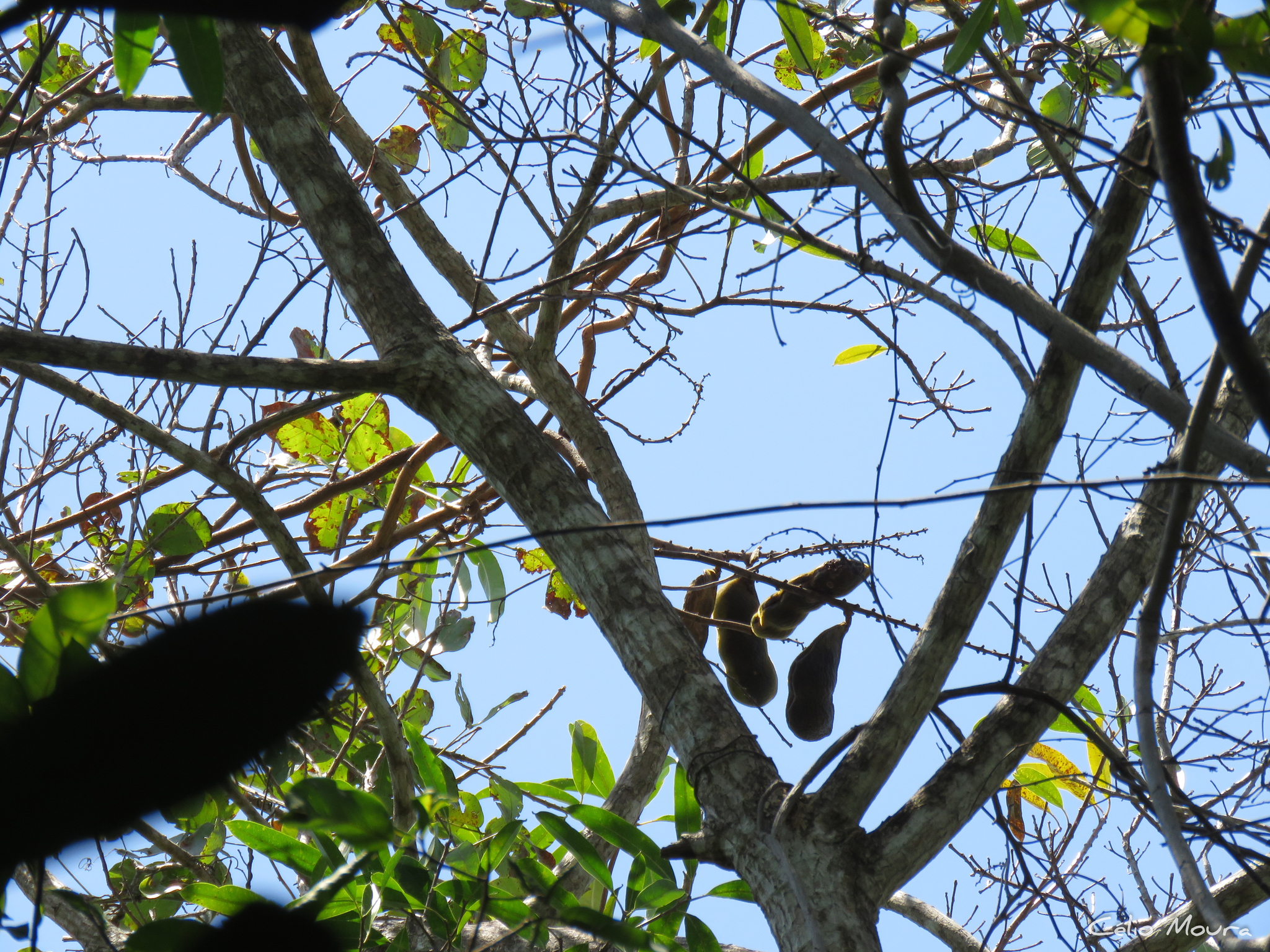 Imagem de Feijão-de-macaco