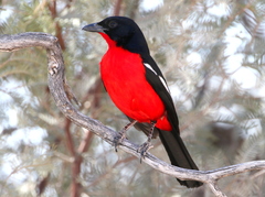 Crimson-Breasted Shrike photo 3