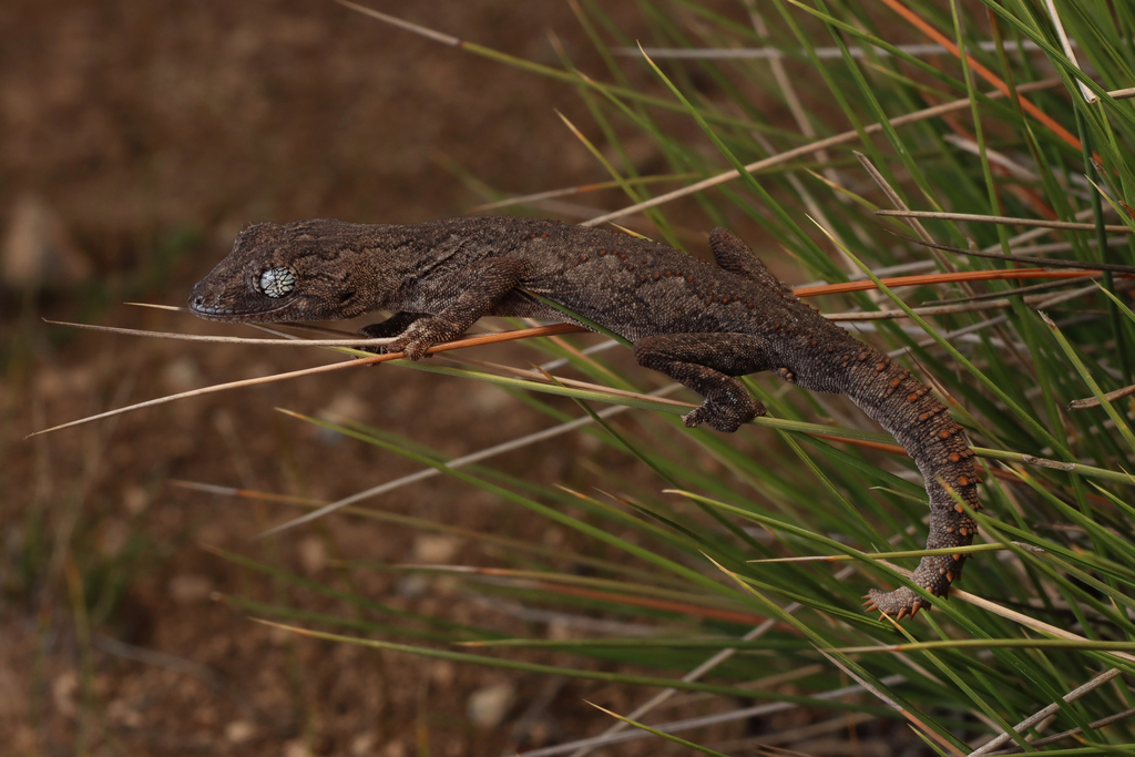 Goldfields Spiny-tailed Gecko
