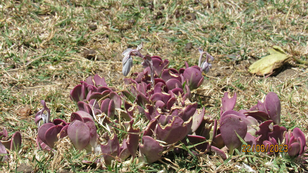 Senecio jacobsenii (Rowley) Rowley 2