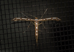 Cosmoclostis aglaodesma