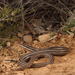 Burton's Snake-Lizard - Photo (c) Connor Margetts, some rights reserved (CC BY), uploaded by Connor Margetts