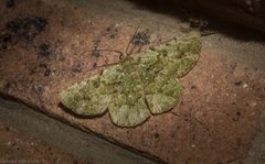 Aeolochroma viridicata