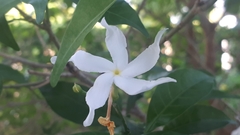 Tabernaemontana divaricata