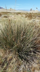 Juncus cooperi