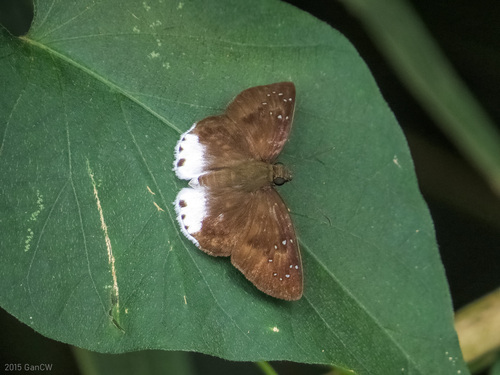 Different-spotted Snow Flat