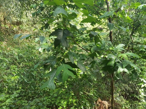 Chinese tulip tree