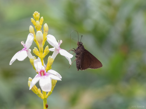 Hyarotis iadera