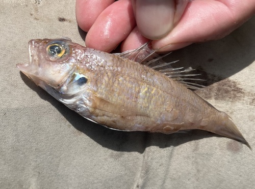 Blackear bass (Serranus atrobranchus) — Serranidae — 4