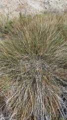 Juncus cooperi