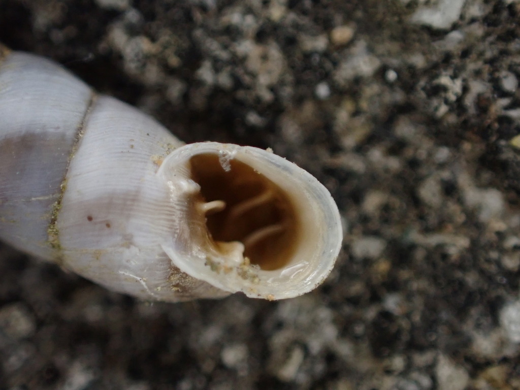 Solatopupa similis
