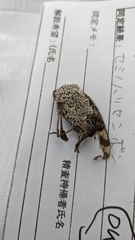スズキセミタケ