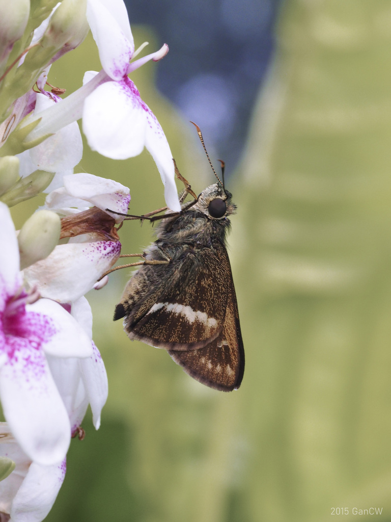 Narrow-banded Ace