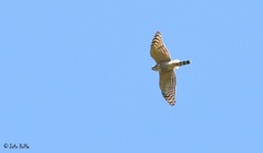 Double-Toothed Kite photo 1