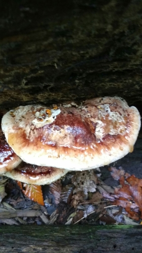 Resinous Polypore (Ischnoderma resinosum)