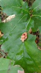 Callirhytis piperoides