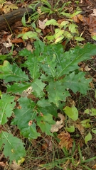 Callirhytis piperoides