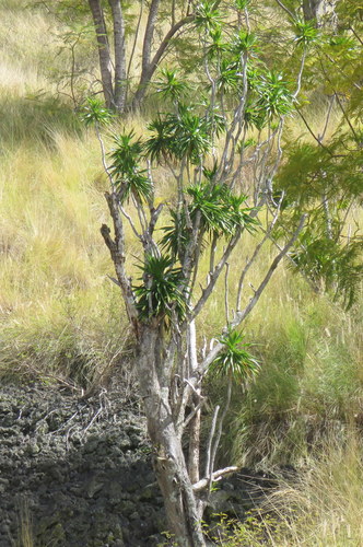 Image of Dracaena hawaiiensis by no rights reserved