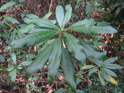Image of Rauvolfia verticillata by (c) 呂一起(Lu i-chi), some rights reserved (CC BY)
