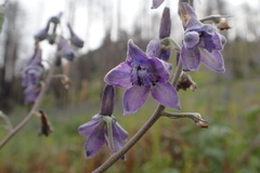 Delphinium andesicola