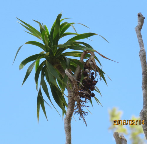 Image of Dracaena hawaiiensis by no rights reserved