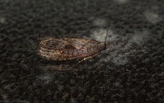 Cryptaspasma sordida