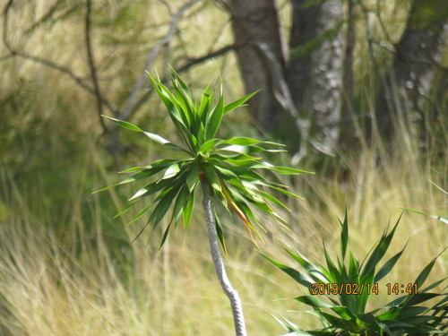 Image of Dracaena hawaiiensis by no rights reserved