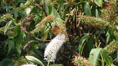 Lycaena enysii