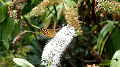 Lycaena enysii