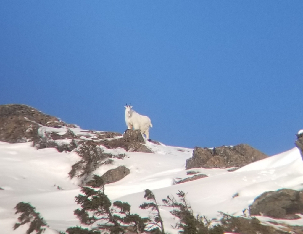 Mountain Goat from Cordova, AK 99574, USA on February 14, 2019 at 0250