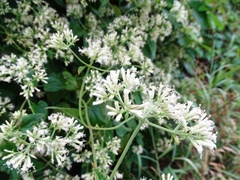 Mikania cordifolia