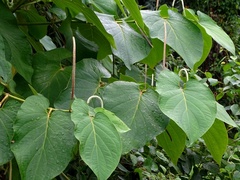 Piper auritum