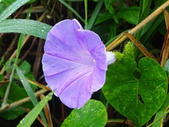 Ipomoea crinicalyx