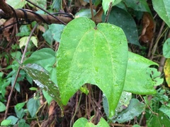 Passiflora rovirosae